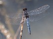 Crocothemis nigrifrons male-221091